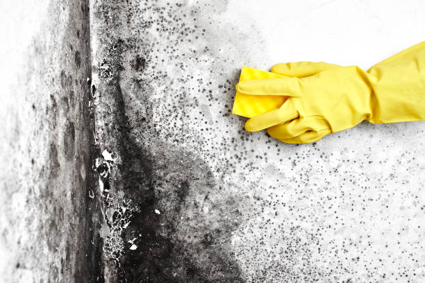 Best Commercial Mold Inspection  in Cienega Springs, AZ