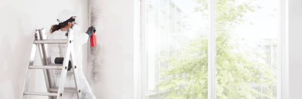 Best Black Mold Removal  in Cienega Springs, AZ